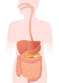 Digestive tract is an important aspect of the immune system survival guide