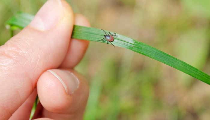 Tick on a blade of grass 