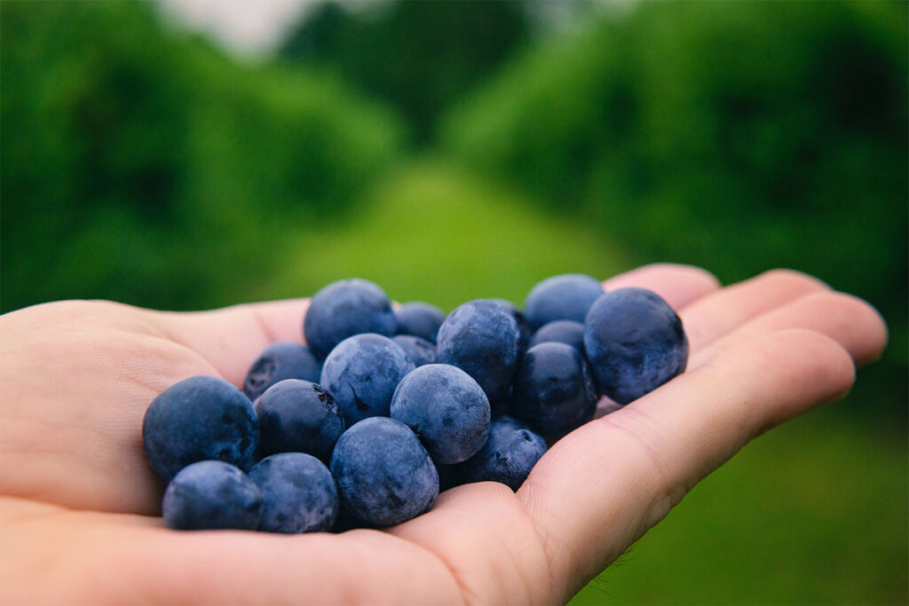 black grapes held in the palm